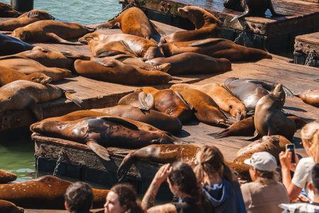 Sea lions at Pier 39, San Francisco Casual chaos of basking marina mammals delights tourists.の写真素材