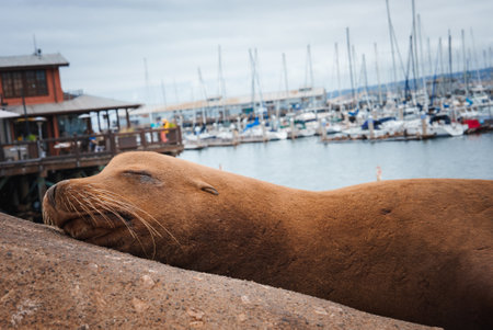 Sea Lion Relaxing on Marina Ledge, Sailboats in Background