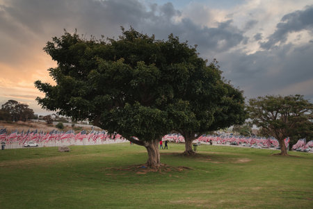 Serene landscape scene with lush tree, American flags, and dramatic sky, likely California, USA