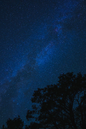 Starry night with Milky Way galaxy over tree silhouette