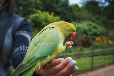 Vibrant Green Parakeet Perched on Hand in a London Park Garden
