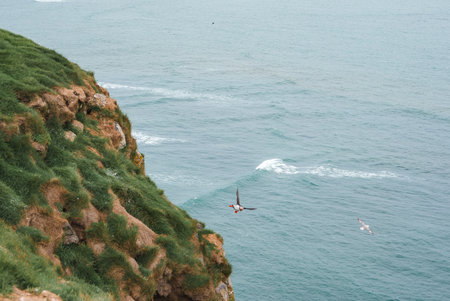 Puffin in Mid-Flight Over Rugged Cliffside and Ocean in Icelandの写真素材