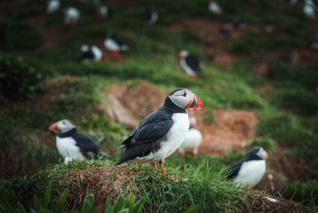 Group of Puffins on a Grassy Cliffside in Icelands Coastal Region