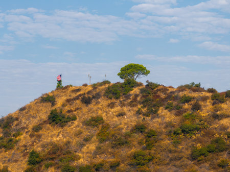 Hilltop with Tree in Hollywood Hills, Los Angelesの写真素材
