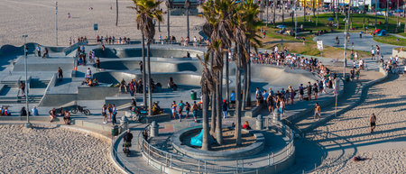 Venice Beach Skatepark with Skateboarders and Palm Trees