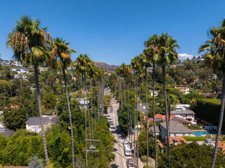 Palm Lined Street with Hollywood Hills in Los Angeles, Californiaの写真素材