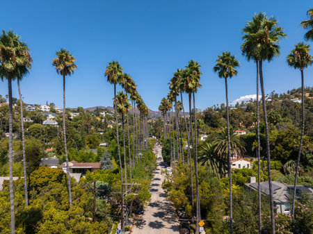 Palm Tree Lined Street in Hollywood District, Los Angelesの写真素材