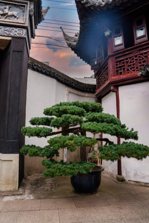 Traditional Chinese Architecture with Bonsai Tree in Shanghaiの写真素材