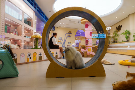 Interior of a Cat Cafe with Fluffy Cat in Exercise Wheel, Shanghai