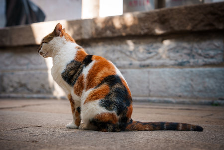 Calico Cat on Stone Pavement with Traditional Carved Wall in Shanghaiの写真素材