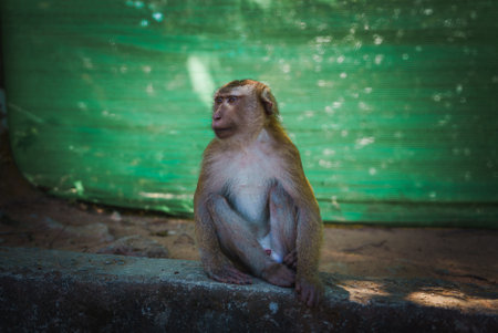 Macaque Sitting on Concrete Ledge with Green Mesh Screen in Thailandの写真素材