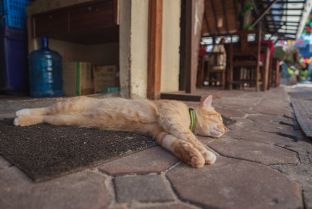 Ginger Cat Relaxing on Doormat in Outdoor Cafe Setting, Thailandの写真素材