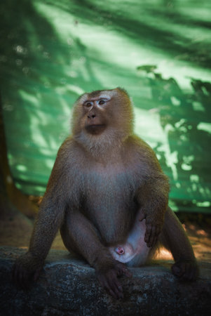 Macaque Monkey Resting on Stone Surface in Thailandの写真素材