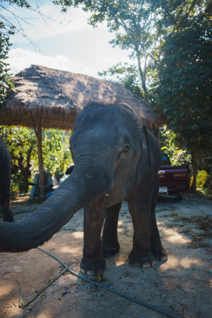 Young Elephant on Dirt Path with Lush Greenery in Thailandの写真素材