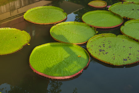 Large Victoria Water Lily Pads Floating on a Serene Water Bodyの写真素材