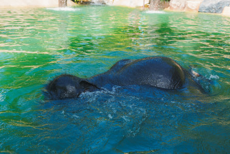 Elephant Swimming in a Green Pool with Waterfallの写真素材