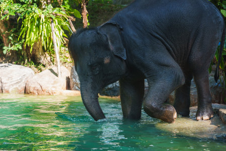 Young Elephant by a Green Pool in a Tropical Setting in Thailandの写真素材