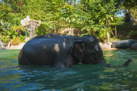 Elephant Bathing in Tropical Waters with Lush Vegetation in Thailandの写真素材
