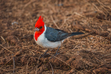 Red Crested Cardinal Perched on Dry Vegetation