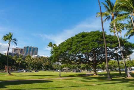 Lush Green Park with Palm Trees and Urban Skyline in Honoluluの写真素材