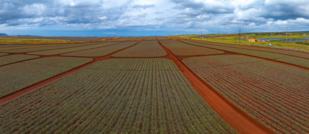 Aerial View of Pineapple Fields at Dole Plantation, Oahu, Hawaiiの写真素材