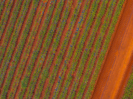 Aerial View of Pineapple Fields and Dirt Road