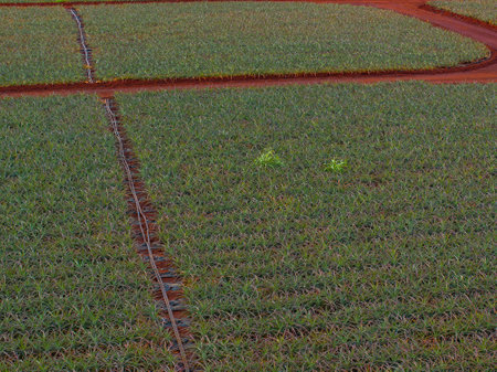 Aerial View of Pineapple Plantation on Oahu Island, Hawaiiの写真素材
