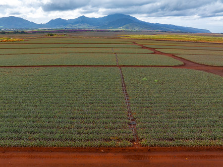 Aerial View of Pineapple Plantation and Mountains in Oahu, Hawaiiの写真素材