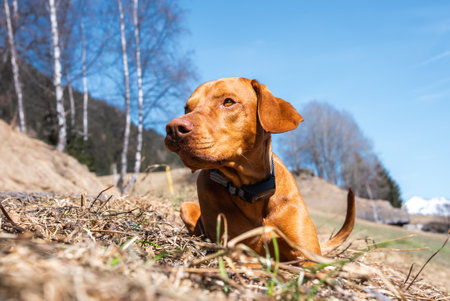 Dog Resting on Grassy Field with Snow Capped Mountainsの写真素材