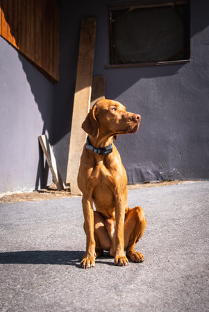 Vizsla Dog Sitting on Concrete with Wooden Panel Backgroundの写真素材