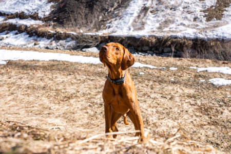 Vizsla Dog Standing on Dry Grass with Melting Snow in Rural Setting