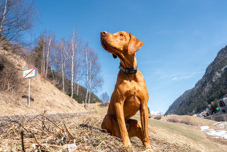 Dog Sitting on Dry Grass with Mountains and Road Sign in View