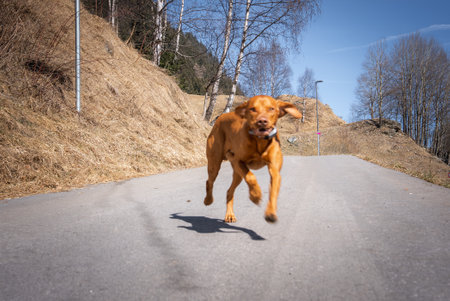 Dog Running on Paved Path Amid Dry Grass and Birch Treesの写真素材