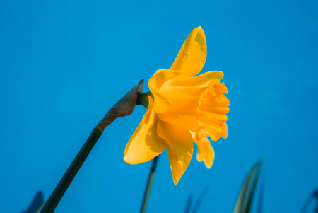 Yellow Daffodil in Full Bloom with Partially Unfurled Budの写真素材