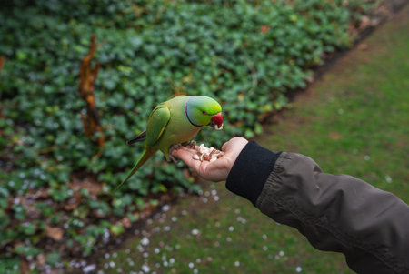 Green Parakeet Eating Nuts on a Persons Hand in a Lush Park