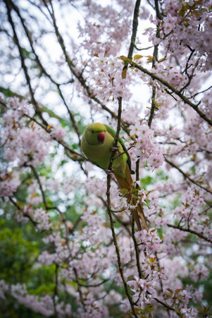 Green Parakeet Perched on Cherry Blossom Tree in London Parkの写真素材