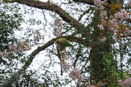 Green Parakeet on a Tree Branch with Blooming Pink Flowers
