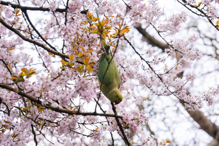 Green Parakeet Perched Upside Down Among Pink Cherry Blossoms