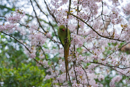 Green Parakeet Perched on Cherry Blossom Tree in London Park