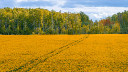 Field of Blooming Rapeseed Flowers with Tracks and Forest Background
