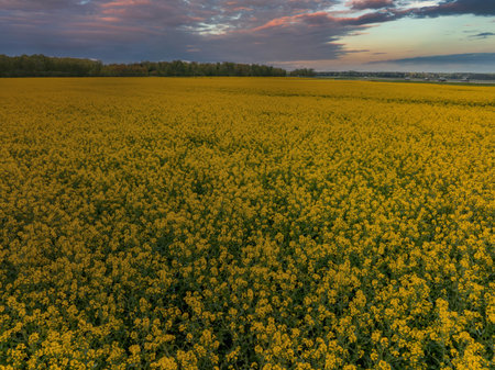 Vast Field of Yellow Rapeseed Flowers Under a Colorful Sky