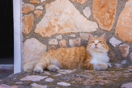 Orange and White Cat Resting on Stone Surface by Rustic Wall in Cyprusの写真素材