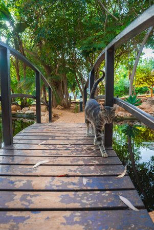 Wooden Footbridge with Tabby Cat in a Lush Garden Settingの写真素材