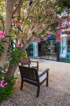 Outdoor Seating Area with Wooden Benches and Pink Flowering Treeの写真素材