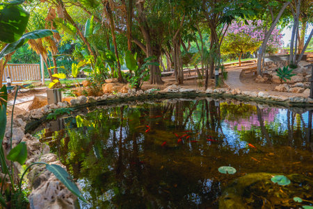 Serene Garden Pond with Orange Fish and Lush Greenery in Cyprusの写真素材