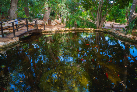 Serene Pond with Wooden Bridge and Vibrant Fish in Lush Gardenの写真素材