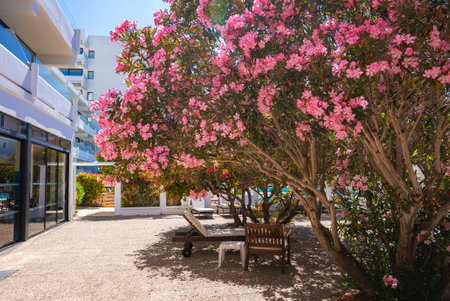 Outdoor Seating Area with Pink Blossoms at a Cyprus Resortの写真素材