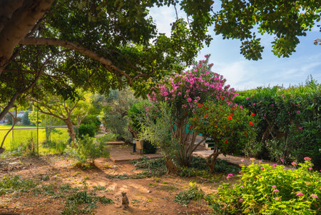 Serene Garden with Lush Greenery, Flowering Bushes, and a Cat in Cyprusの写真素材