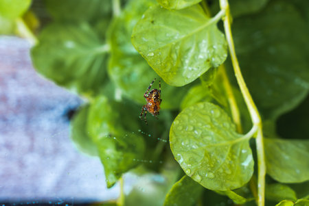 Small Spider on Web Among Green Leaves with Water Dropletsの写真素材