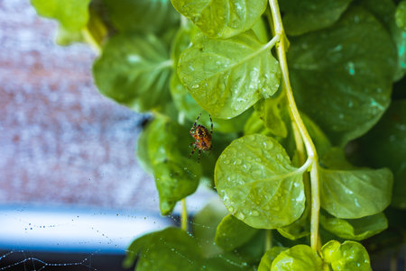 Small Spider in Web Among Green Leaves with Water Dropletsの写真素材